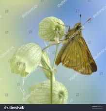 Attēlu rezultāti vaicājumam “Ochlodes sylvanus underside”
