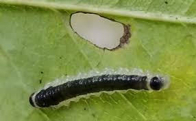 Attēlu rezultāti vaicājumam “Caliroa annulipes larva”