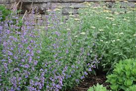 Attēlu rezultāti vaicājumam “Nepeta x faassenii”