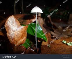 Attēlu rezultāti vaicājumam “Mycena filopes”