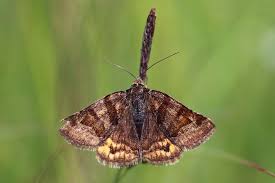 Attēlu rezultāti vaicājumam “Euclidia glyphica”