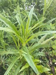 Attēlu rezultāti vaicājumam “Crepis tectorum flower”