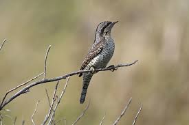 Image result for Jynx torquilla