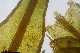 Attēlu rezultāti vaicājumam “Didymodon rigidulus”