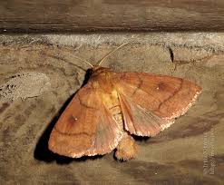 Attēlu rezultāti vaicājumam “Mythimna turca”