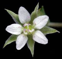 Attēlu rezultāti vaicājumam “Arenaria procera leaf”