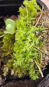 Attēlu rezultāti vaicājumam “Plagiomnium affine sporophyte”