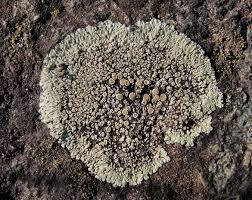 Attēlu rezultāti vaicājumam “Lecanora muralis”