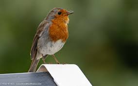Attēlu rezultāti vaicājumam “Erithacus rubecula adult”