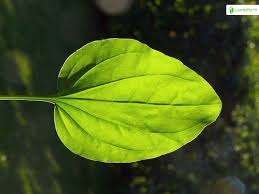 Attēlu rezultāti vaicājumam “Plantago major subsp. intermedia leaf”