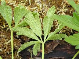 Attēlu rezultāti vaicājumam “Tranzschelia pruni-spinosae spores”