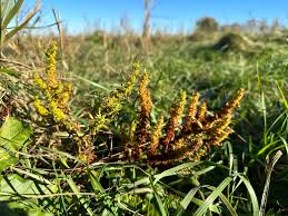 Attēlu rezultāti vaicājumam “Rumex maritimus”