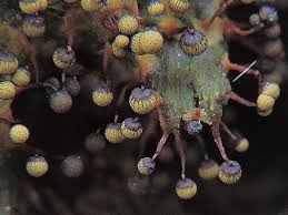 Attēlu rezultāti vaicājumam “Cribraria aurantiaca var. persoonii young”