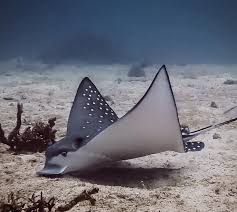 Image result for Aetobatus narinari