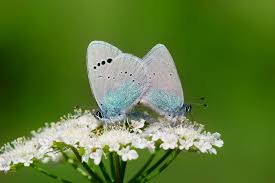 Attēlu rezultāti vaicājumam “Coenonympha hero underside”