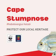 Image result for Rhabdosargus holubi