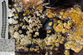 Attēlu rezultāti vaicājumam “Hypocrea pulvinata”