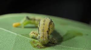 Attēlu rezultāti vaicājumam “Cyclophora pendularia”