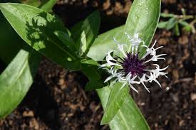 Attēlu rezultāti vaicājumam “Centaurea”
