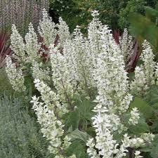Image result for Salvia sclarea