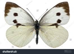 Attēlu rezultāti vaicājumam “Pieris brassicae female”