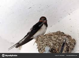 Attēlu rezultāti vaicājumam “Hirundo rustica nest”