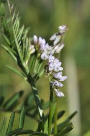 Attēlu rezultāti vaicājumam “Vicia hirsuta bud”