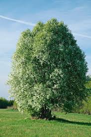Attēlu rezultāti vaicājumam “Prunus (bird-cherry tree)”