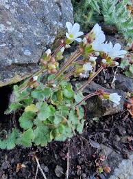 Attēlu rezultāti vaicājumam “Saxifraga granulata flower”