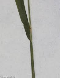 Attēlu rezultāti vaicājumam “Melica nutans leaf”