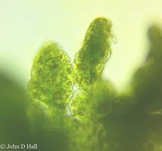 Attēlu rezultāti vaicājumam “Jungermanniopsida”