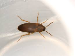 Attēlu rezultāti vaicājumam “Tetratomidae”