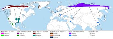 Attēlu rezultāti vaicājumam “Anser albifrons”