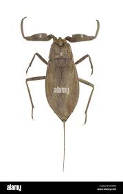 Attēlu rezultāti vaicājumam “Nepa cinerea”