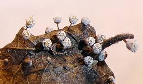 Attēlu rezultāti vaicājumam “Craterium aureonucleatum”