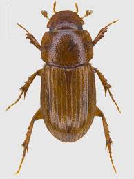 Attēlu rezultāti vaicājumam “Aphodius sp. imago”