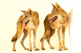 Image result for canis lupus arabs