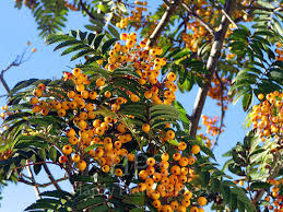 Attēlu rezultāti vaicājumam “Sorbus”