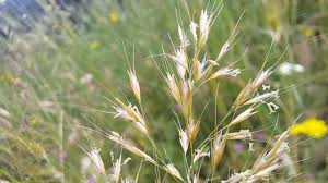 Attēlu rezultāti vaicājumam “Trisetum flavescens”