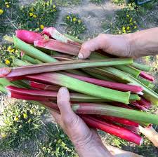 Attēlu rezultāti vaicājumam “Rheum rhabarbarum flower”