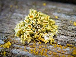 Attēlu rezultāti vaicājumam “Xanthoria polycarpa”