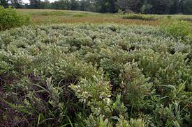 Attēlu rezultāti vaicājumam “Myrica gale”