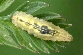 Attēlu rezultāti vaicājumam “Syrphus sp. imago”