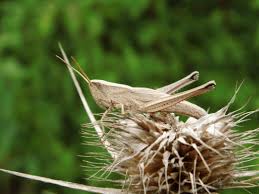 Attēlu rezultāti vaicājumam “Chrysochraon dispar”