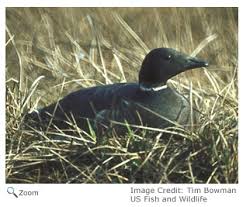 Attēlu rezultāti vaicājumam “Branta bernicla adult”