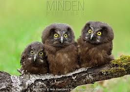 Attēlu rezultāti vaicājumam “Aegolius funereus”