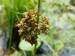 Attēlu rezultāti vaicājumam “Juncus effusus fruit”