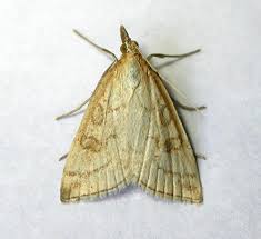 Attēlu rezultāti vaicājumam “Udea lutealis”