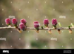 Attēlu rezultāti vaicājumam “Larix kaempferi female flower”