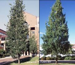 Attēlu rezultāti vaicājumam “Quercus robur Fastigiata”